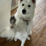 Hands down the best probiotic for dogs.