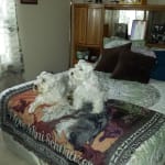 Great Product for Urinary tract.