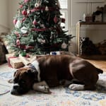 Excellent product for pets with IBD