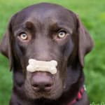 What a Difference the Right Probiotic Makes!