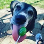 Dermoscent Essential 6 helped my dog!!