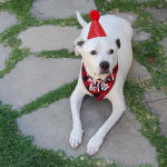 Great conditioner for pet