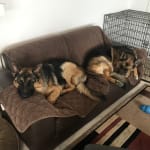 My dogo's medicine suppliers