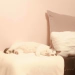 Meds helped my cat be happier and more comfortable