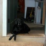 03 Omega for Large Dogs