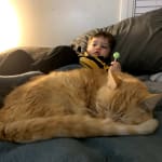 Great treatment for hyperthyroid cats!