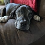 Easy to Chew for an Old Man