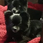 Veterinarian recommended, Diamond and Nyla approved!