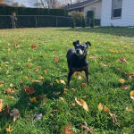 This particular insulin has done wonders for my dog.