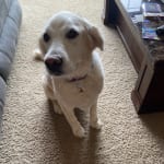 This medication has helped our dog!