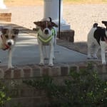 A great all-around vitamin supplement for my terriers