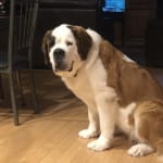 Sensitive stomach