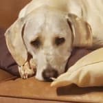 This medication helps my dog.