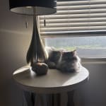 This medication helped my pet get well quickly