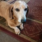 Best heartworm prevention