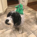 VetrxDirect is a lifesaver!!