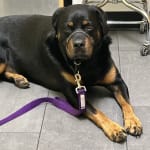 Helped my 3 year old Rottweiler