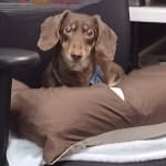 This medicine helps are baby to keep from getting bladder st