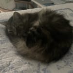 These really help my cat g