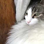 I won't use any other pet pharmacy