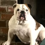 This med helps Doyle with his allergies.