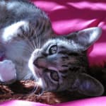 The only flea med to work on cats-highly recommended