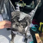 Paw Licking Arrested