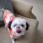 This helps with my dog's chf