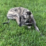 Treating hookworms