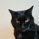 Great for food allergies