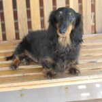 Charley's condition is much better with Dermoscent