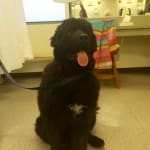 Centerizine is a helpful medication for my Newfoundland.