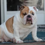 Miracle Product for our English Bulldog!
