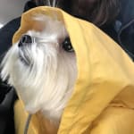 This medication helps my dog survive.