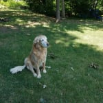 This product really has helped my golden with his hips.