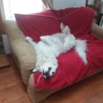 I been getting ArthriEase-GOLD for 2 yrs