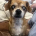 A Lifesaver for Chico's Heart—No More Fluid Issues!