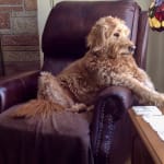 I will buy this product again.