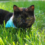 This medication reduces nasal discomfort