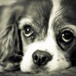 My dog's energy is back!