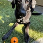 Great for dogs with GI issues