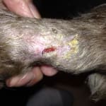 Open wound treatment