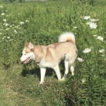 Best Product for Heartworm Prevention