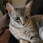 This medicine helps keep fleas away