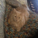 Helps my cat with mega colon