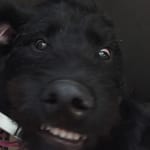 This medication helped my Labradoodle Jackson