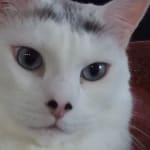 Great heart product!  Almost lost my cat and now doing well