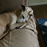 Heart worm prevention made easy!