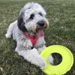 This has helped my dog tremendously!! I would highly recomme