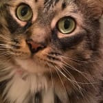 The solution for feline asthma